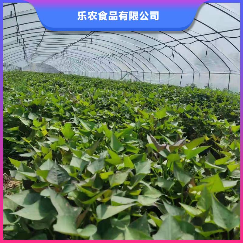鲜食型紫薯苗报价