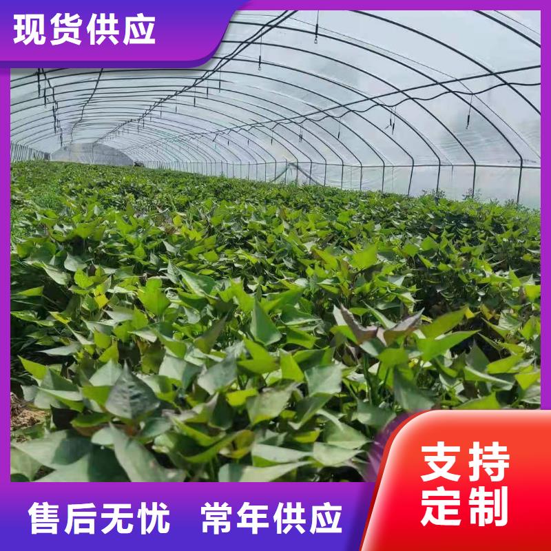 紫薯苗羽衣甘蓝粉厂家直销售后完善