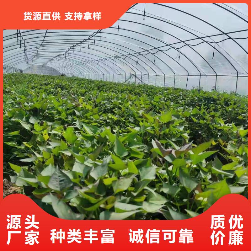 紫薯种苗报价