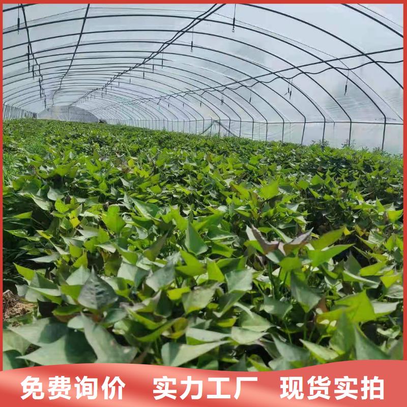 紫薯苗价格