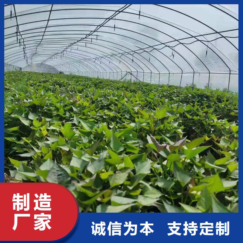 紫薯苗（绫紫）什么时候种