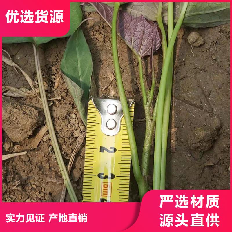 鲜食型紫薯苗厂家价格