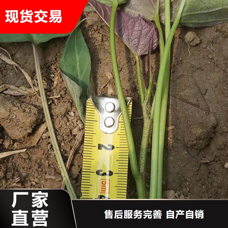 紫甘薯苗什么时候种