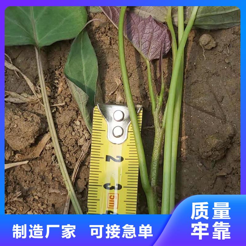 紫薯苗（济黑2号）种植基地