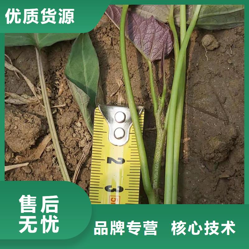 红薯苗（西瓜红）欢迎致电
