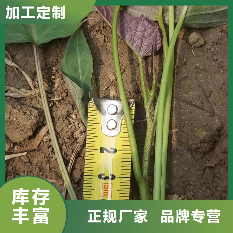 红薯苗（西瓜红）电话