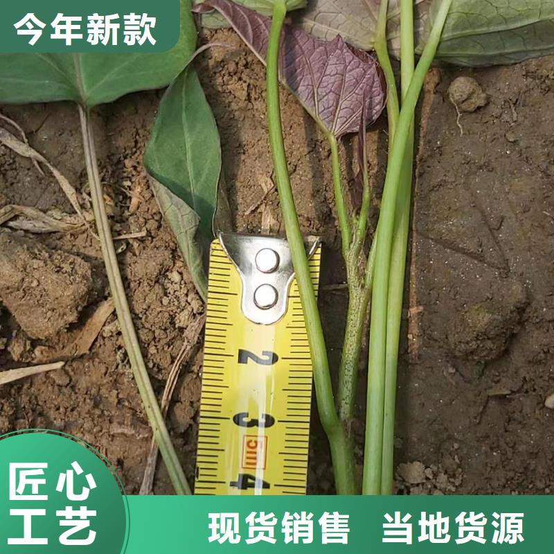 紫薯苗厂家价格