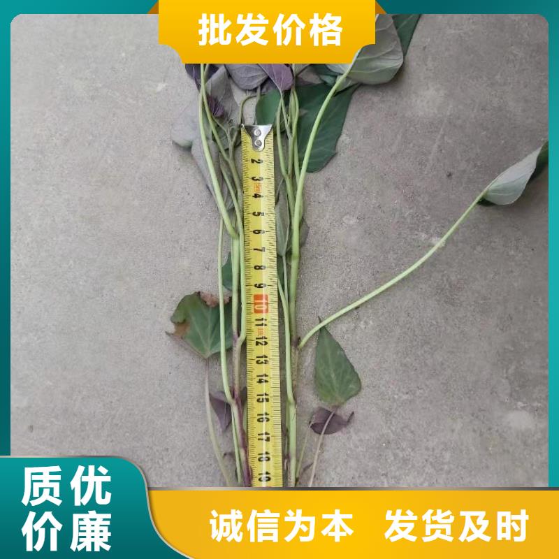 紫薯苗（绫紫）市场报价