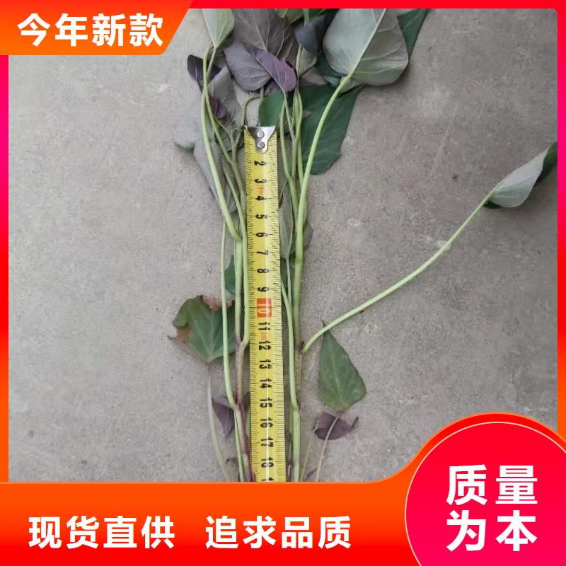 紫甘薯苗批发销售
