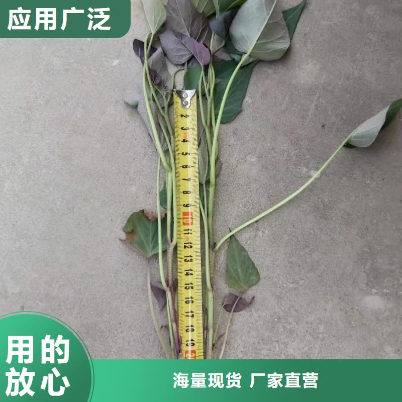 紫薯苗子哪里有卖的