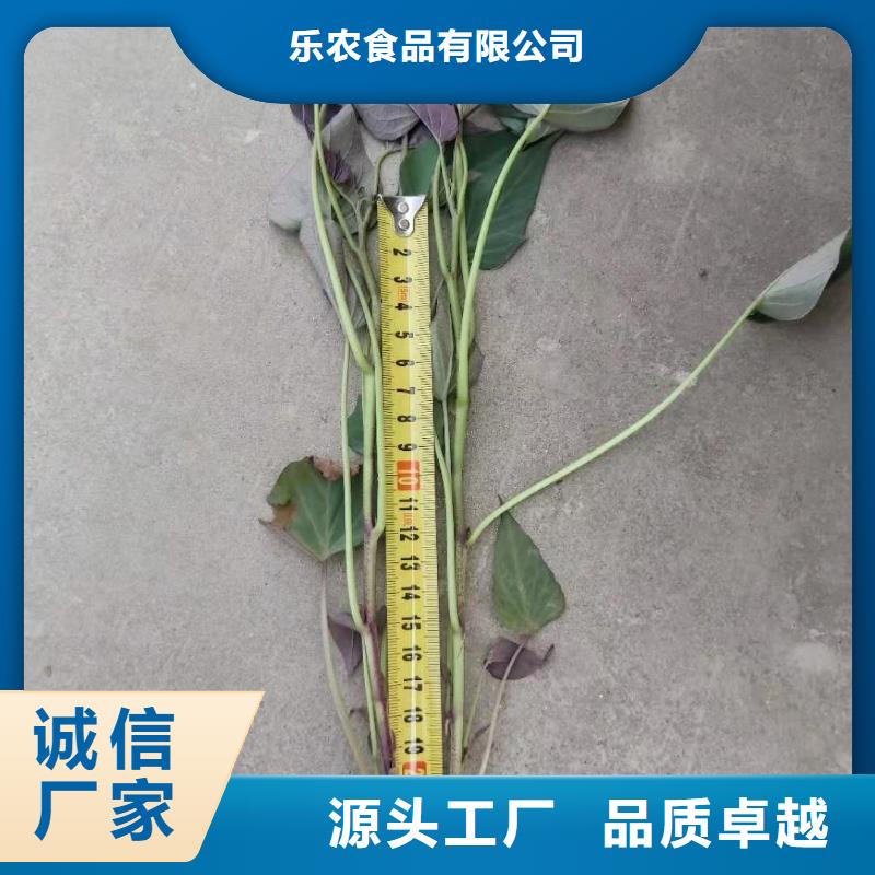 紫红薯苗哪里有卖的