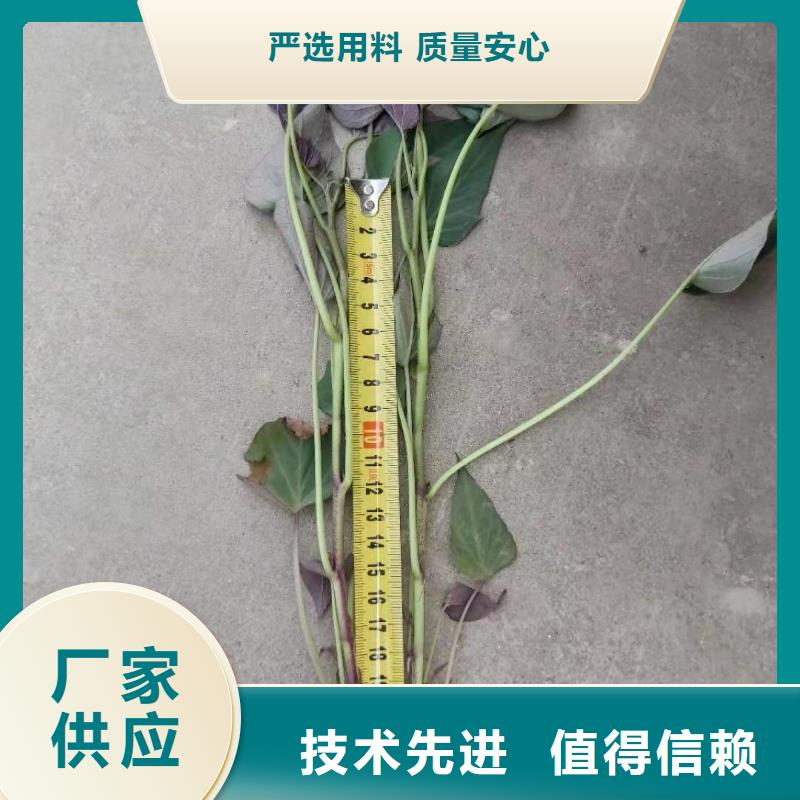 紫薯苗（绫紫）图片