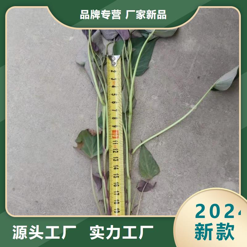 紫红薯苗批发销售