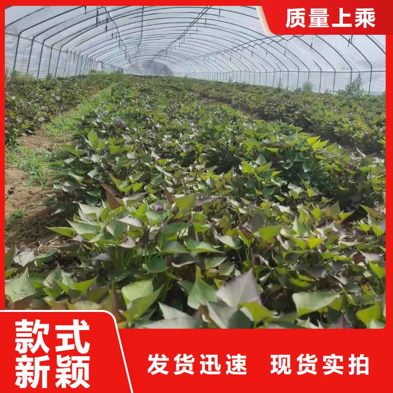 紫地瓜苗多少钱