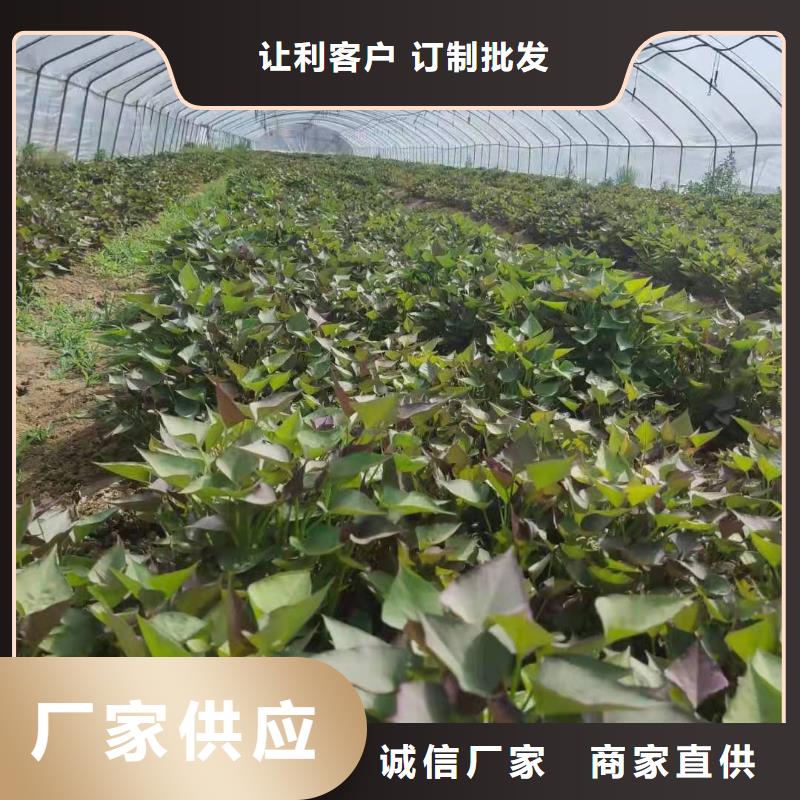 麦茬苗（紫薯)批发市场