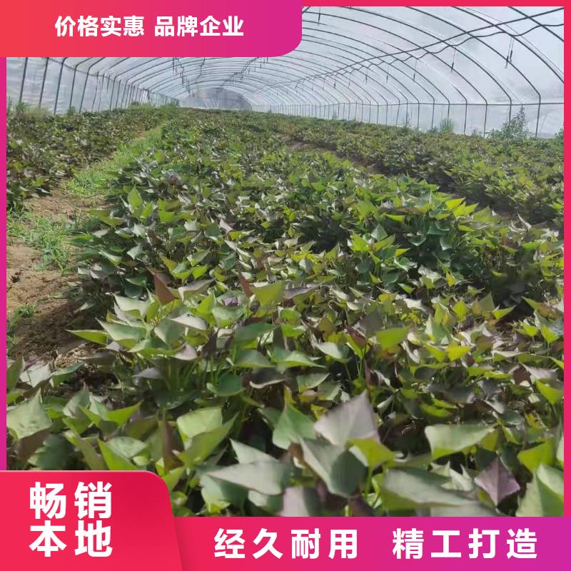 紫地瓜苗供应