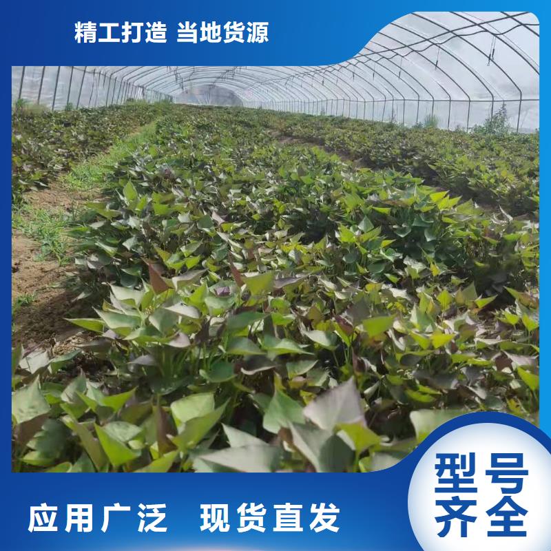 脱毒紫薯苗源头厂家