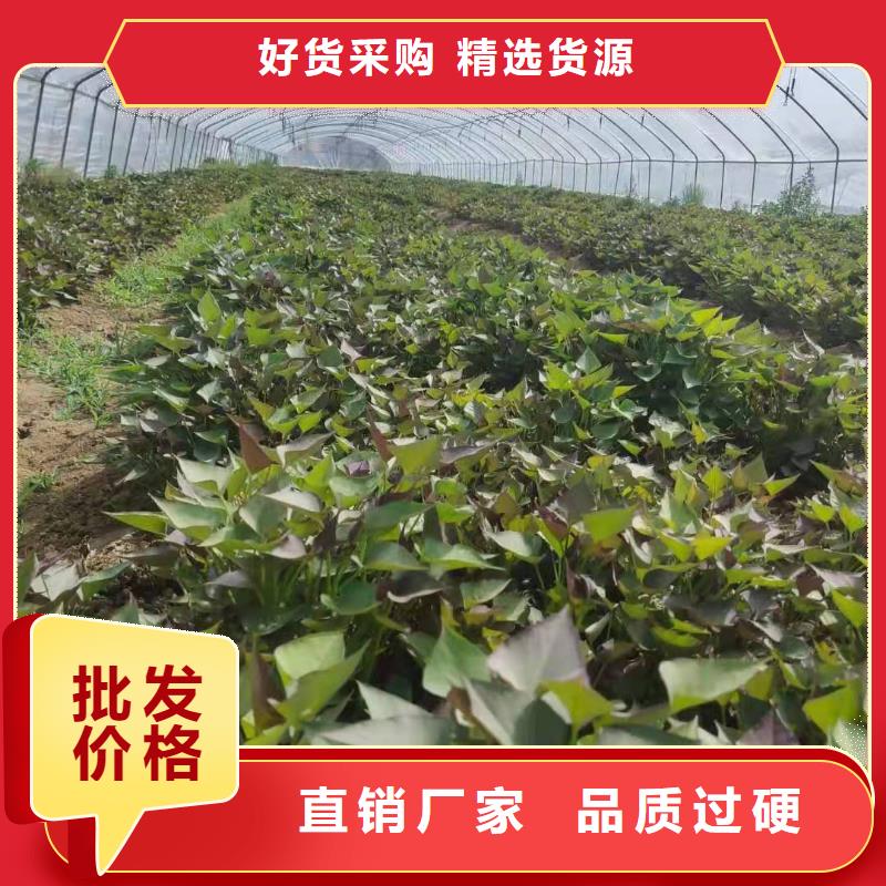 紫薯种子欢迎致电