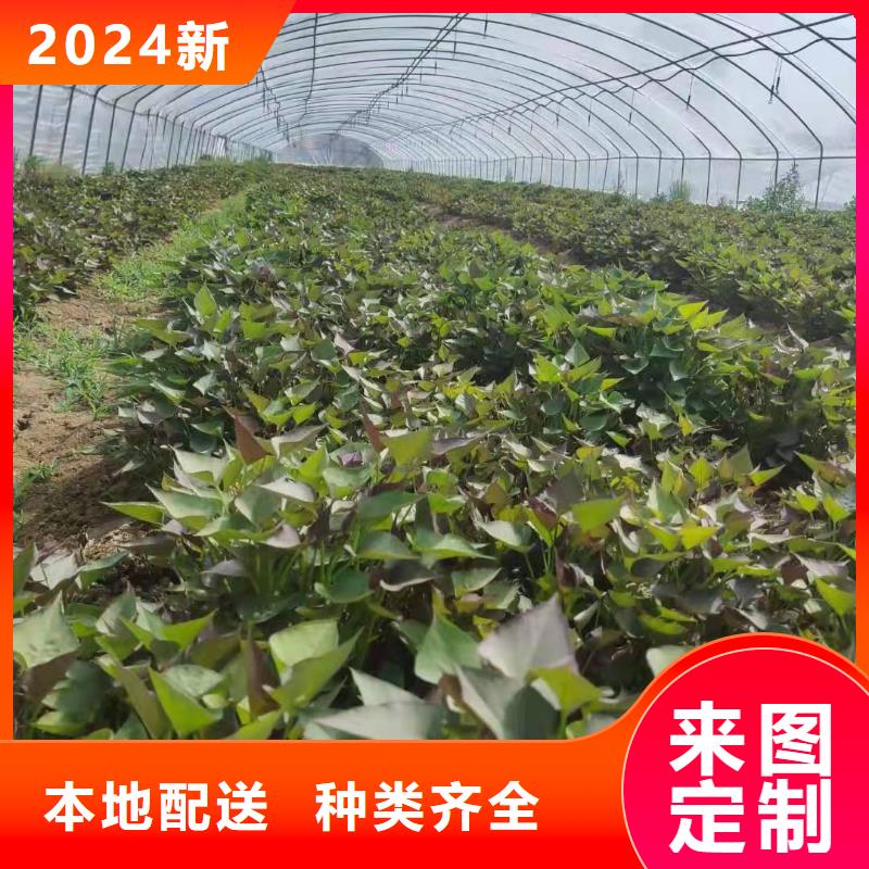 紫薯苗（济黑2号）图片