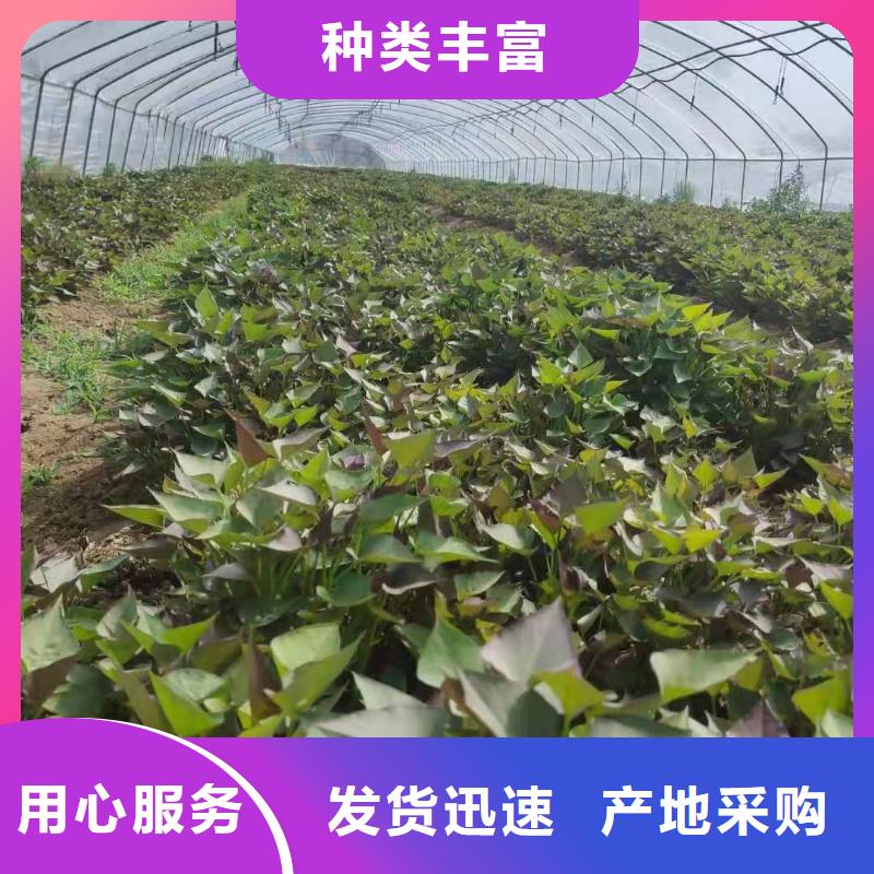 紫薯苗（绫紫）什么时候种