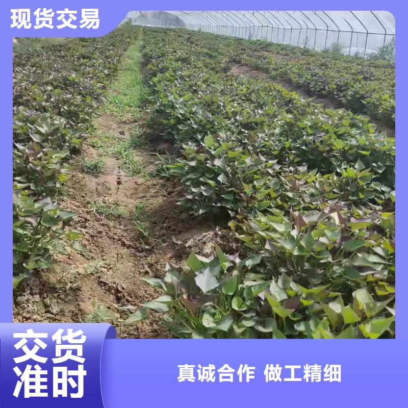 紫甘薯苗批发销售