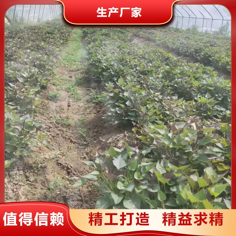 【紫薯苗】羽衣甘蓝粉的图文介绍