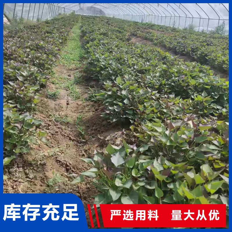 红薯苗（西瓜红）厂家价格是多少