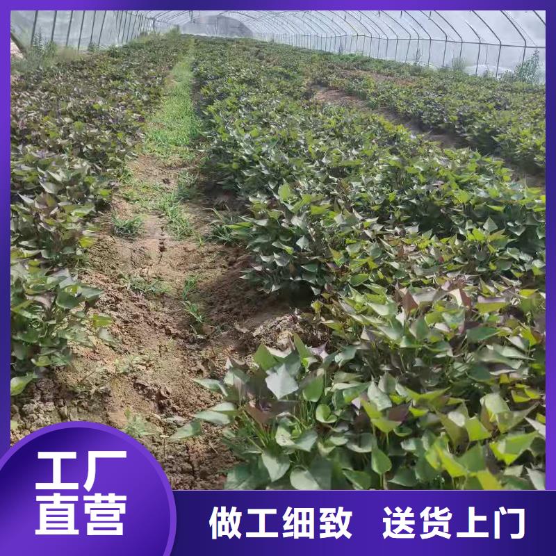 紫薯苗羽衣甘蓝粉一周内发货