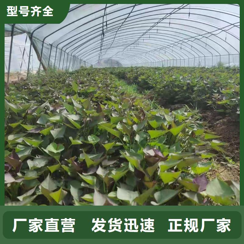 麦茬苗（紫薯)产量高