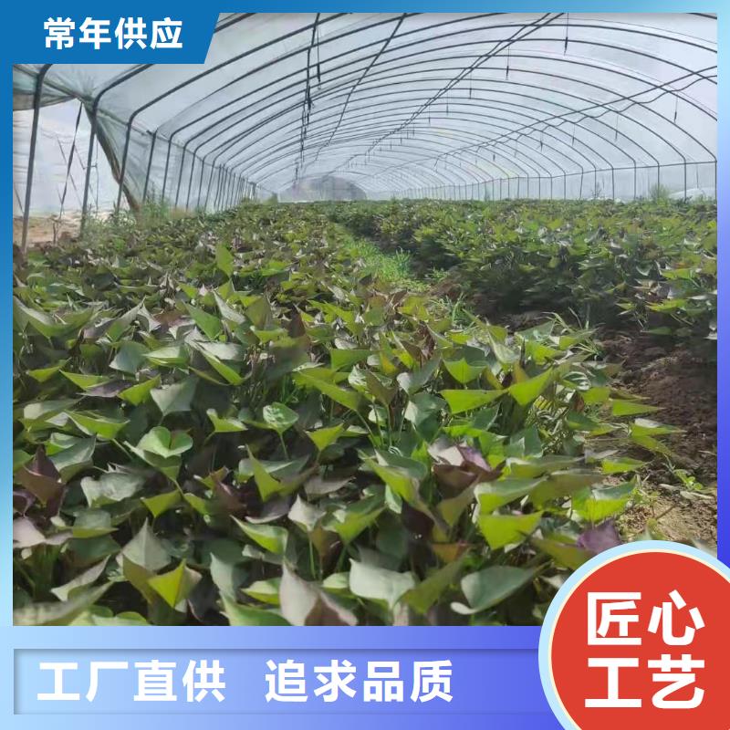 紫红薯苗销售