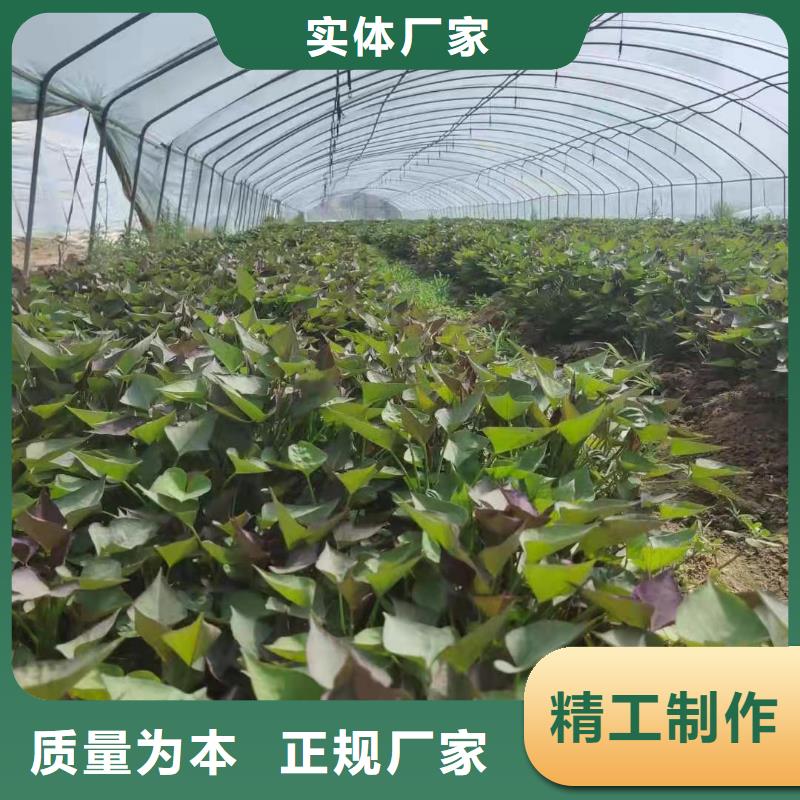 紫地瓜苗子厂家价格