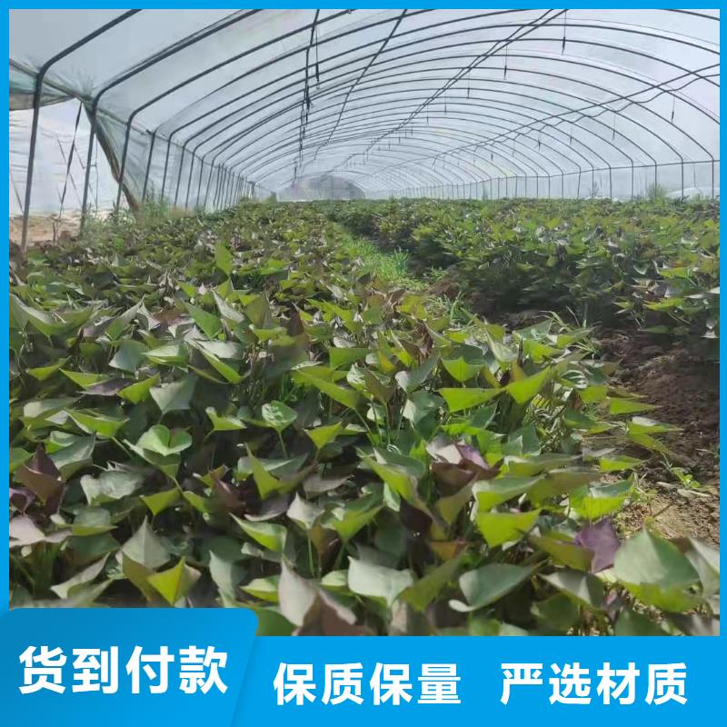 红薯苗（西瓜红）欢迎致电