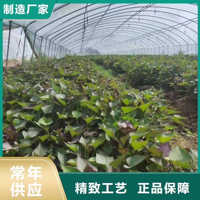 红薯苗（西瓜红）电话
