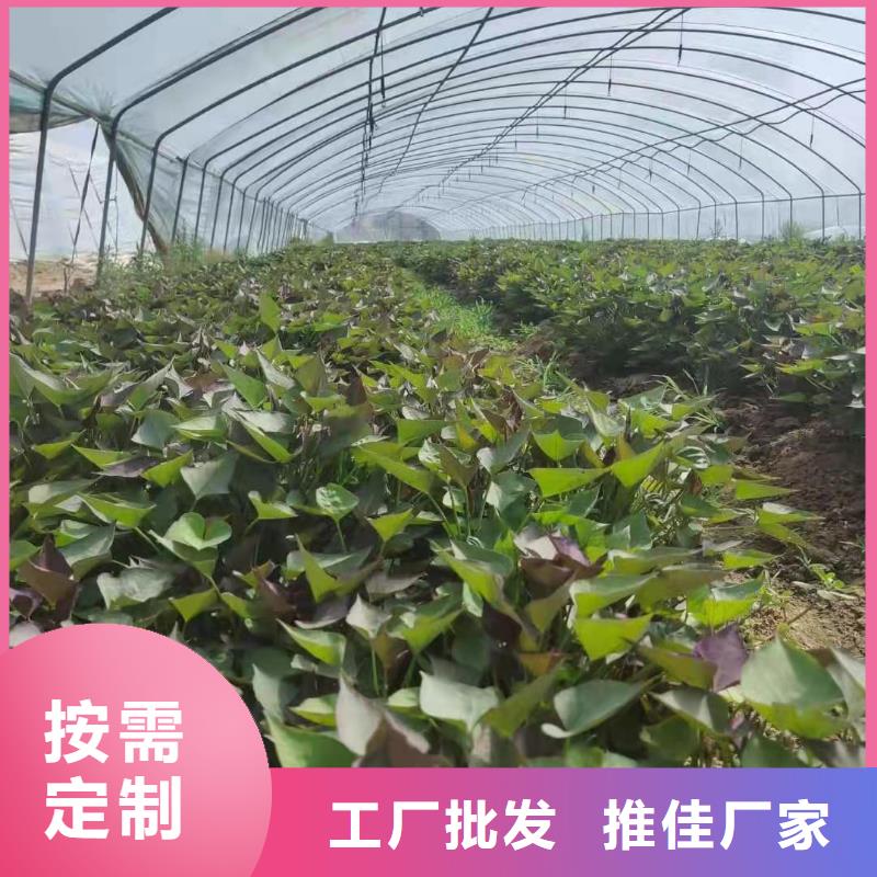 紫甘薯苗供应