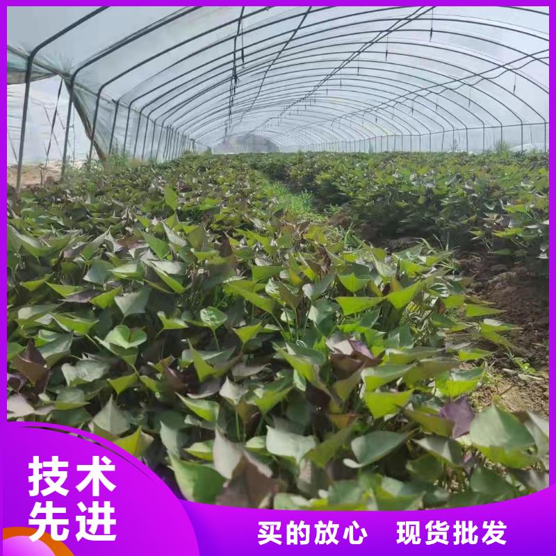 紫薯苗（济黑2号）图片