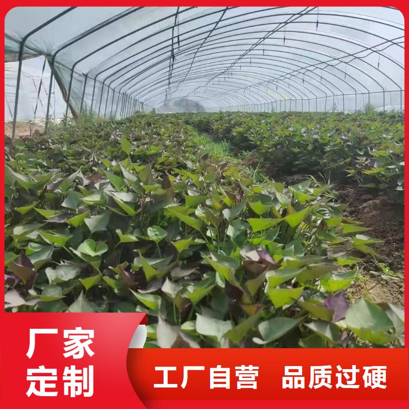脱毒紫薯苗多少钱