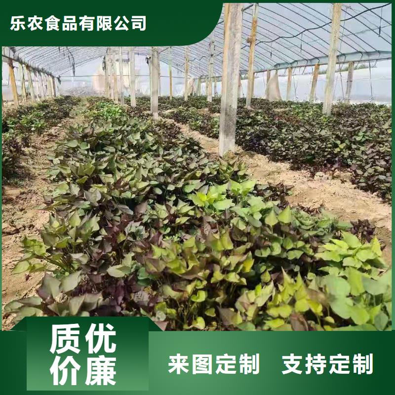 紫薯苗（济黑2号）种植厂家