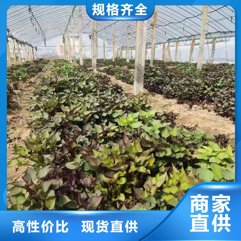 紫地瓜苗子图片