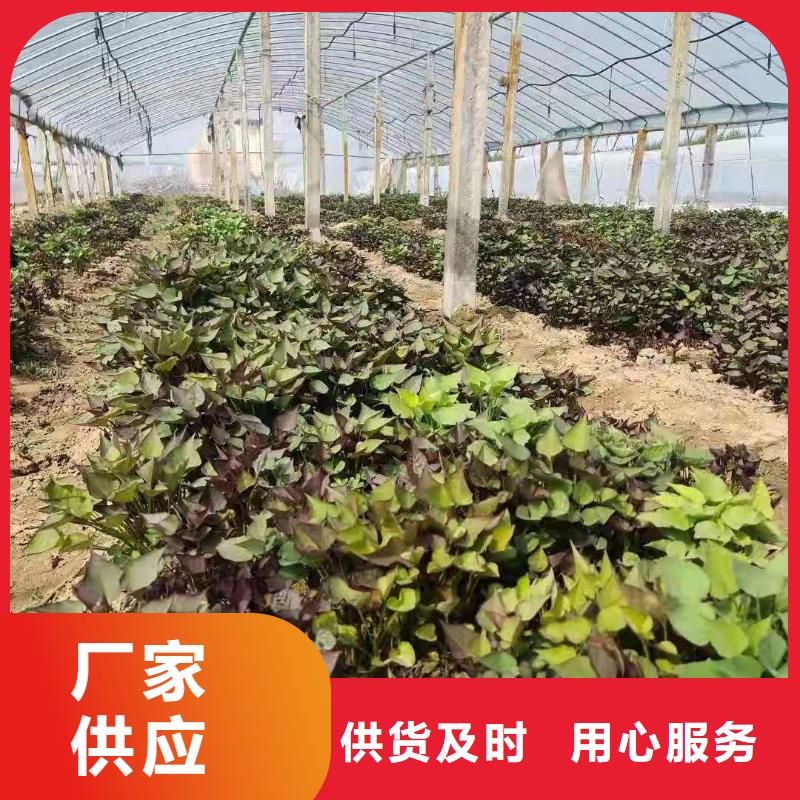 紫薯苗怎么培育