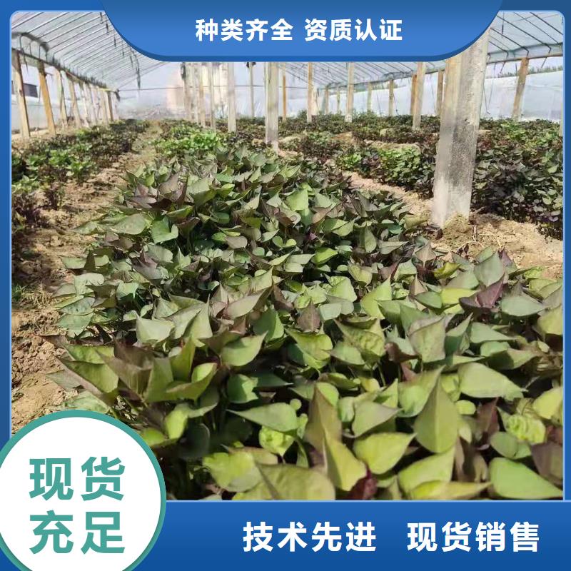 脱毒紫薯苗报价