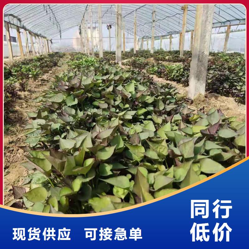 济黑2号地瓜苗（紫薯苗）择优