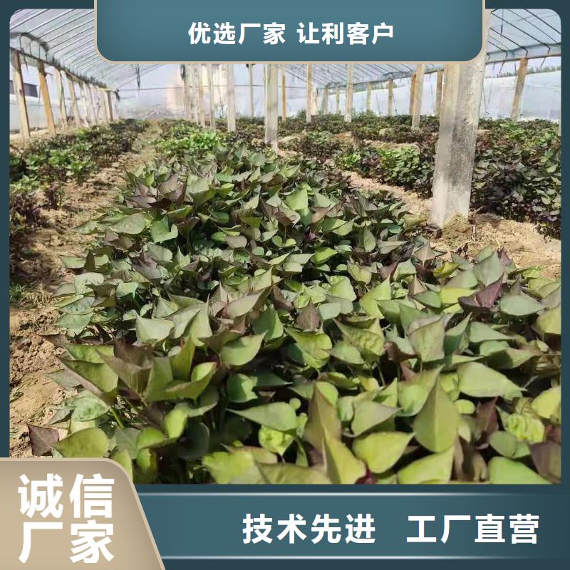 紫地瓜苗子欢迎致电