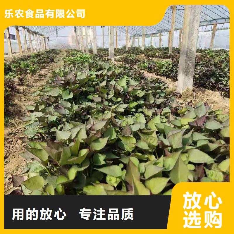 紫地瓜苗子种植基地