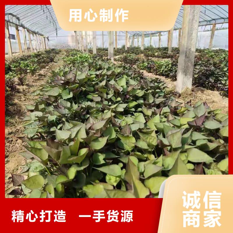 紫地瓜苗子多少钱一棵