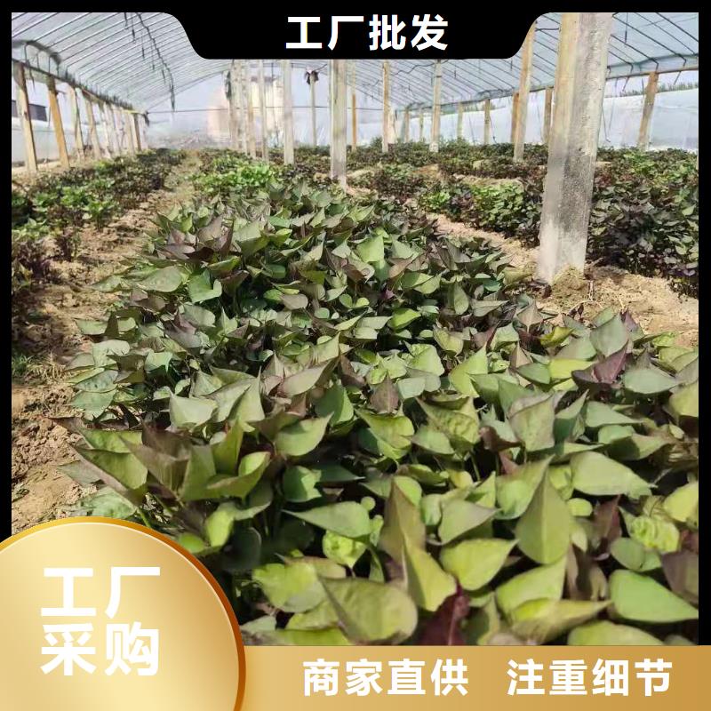 麦茬济黑2号苗育苗生产加工一条龙