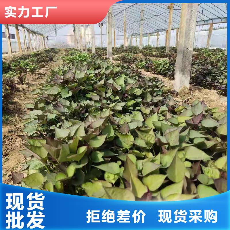 紫薯苗子哪里有卖的