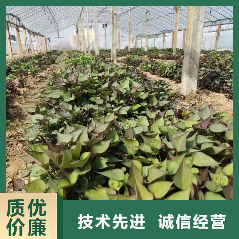 紫薯种子多少钱