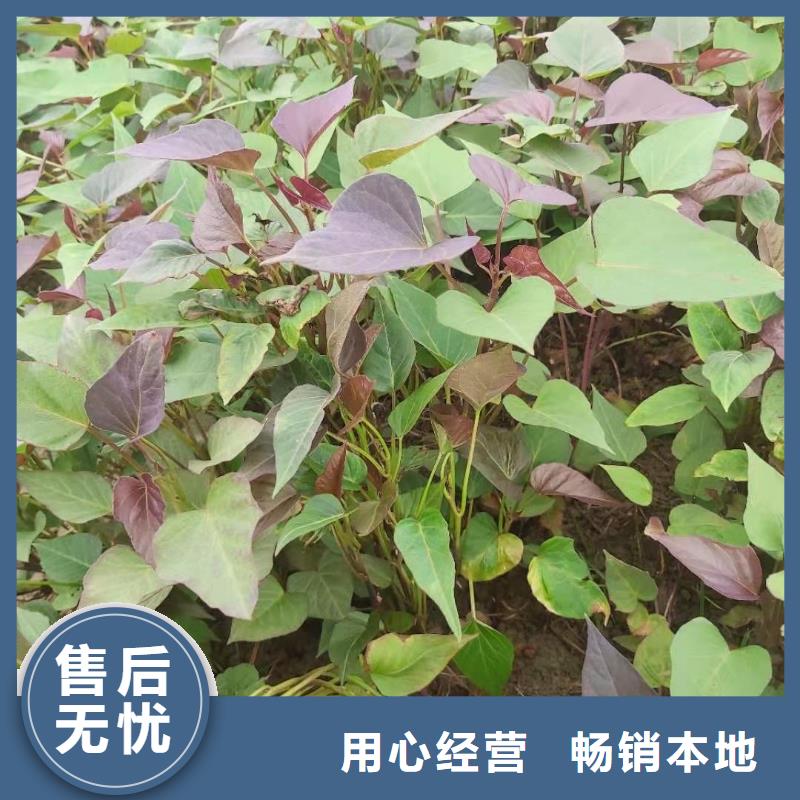 红薯苗(西瓜红)2025新苗上市