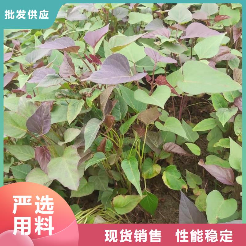 襄樊紫甘薯苗供应