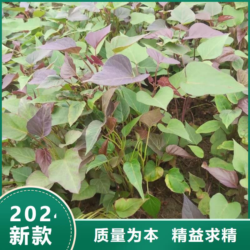 紫薯苗子种植厂家